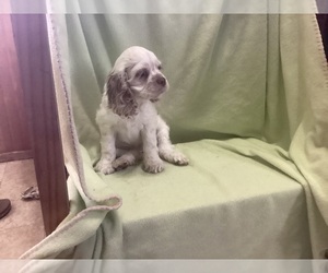 Cocker Spaniel Puppy for sale in CADDO, OK, USA