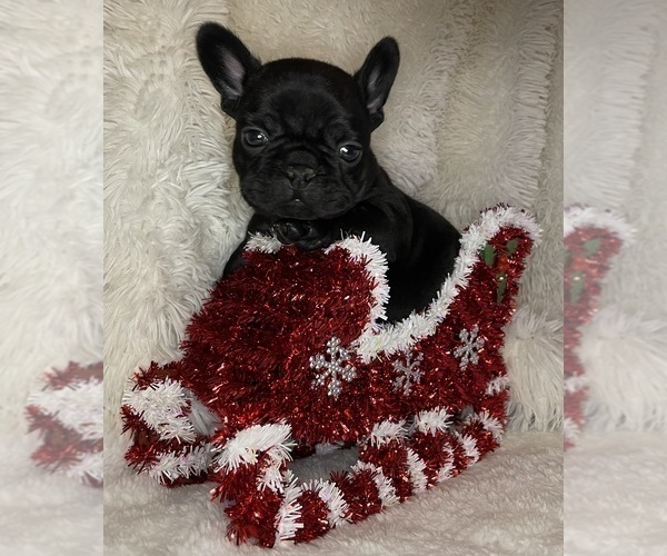 Medium Photo #5 French Bulldog Puppy For Sale in DECATUR, IL, USA