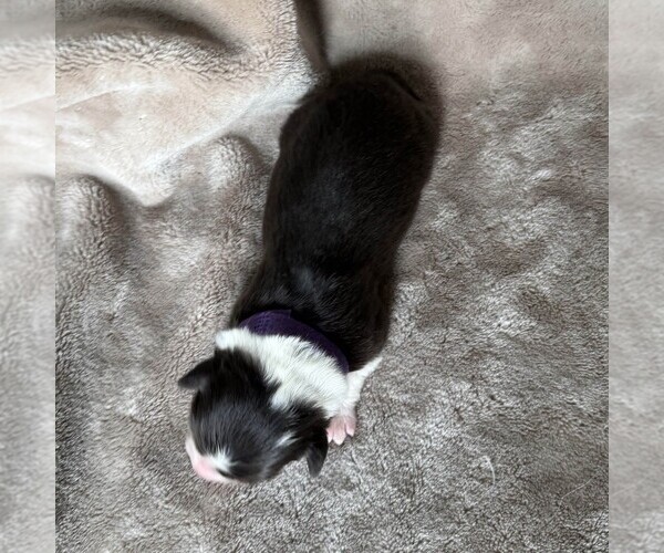 Medium Photo #3 Australian Shepherd Puppy For Sale in HENRICO, VA, USA