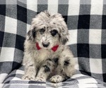 Small Photo #7 Old English Sheepdog-Poodle (Miniature) Mix Puppy For Sale in LAKELAND, FL, USA
