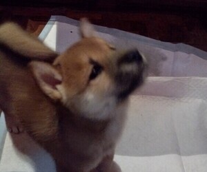 Shiba Inu Puppy for sale in NEW BERN, NC, USA