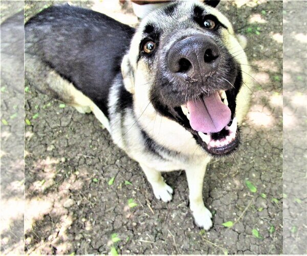 Medium Photo #4 German Shepherd Dog-Unknown Mix Puppy For Sale in Godley, TX, USA