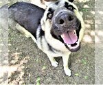 Small #3 German Shepherd Dog Mix
