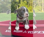 Puppy Puppy 1 Ginger Boston Terrier