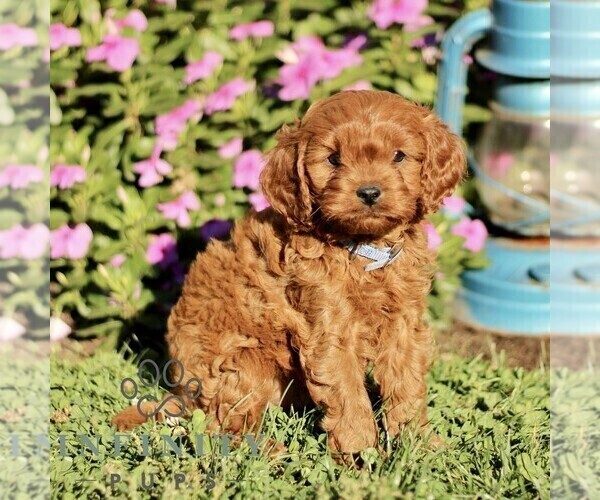 Medium Photo #4 Cavapoo Puppy For Sale in QUARRYVILLE, PA, USA