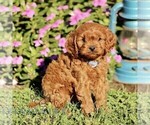 Small #3 Cavapoo