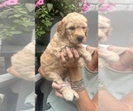 Small Photo #11 Goldendoodle mix (+ Poodle Standard) Puppy For Sale in HATTIESBURG, MS, USA