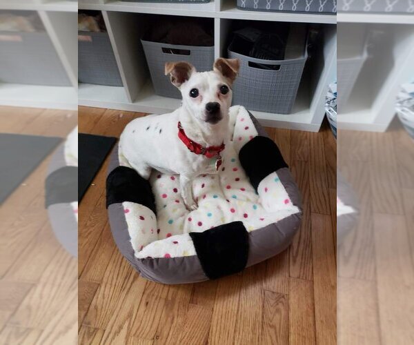 Medium Photo #14 Jack Chi Puppy For Sale in Caldwell, NJ, USA