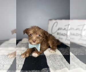 Chi-Poo (Toy) Puppy for sale in INDIANAPOLIS, IN, USA