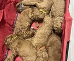 Small #2 Poodle (Standard)