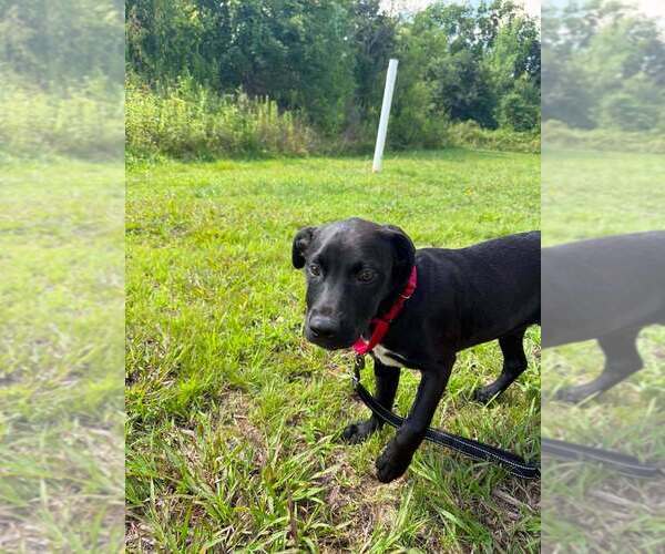 Medium Photo #2 Mutt Puppy For Sale in Candler, NC, USA