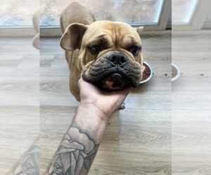 English Bulldog Puppy for sale in LONG BEACH, CA, USA