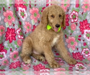 Goldendoodle Puppy for sale in LANCASTER, PA, USA