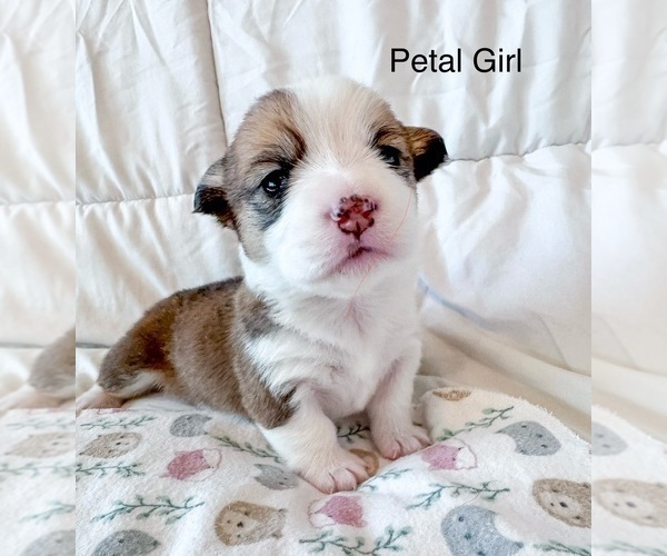 Medium Photo #3 Pembroke Welsh Corgi Puppy For Sale in BAYTOWN, TX, USA