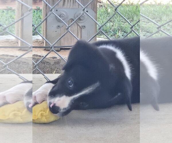 Medium Photo #4 Australian Shepherd-Unknown Mix Puppy For Sale in Rustburg, VA, USA