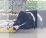 Small #3 Australian Shepherd Mix