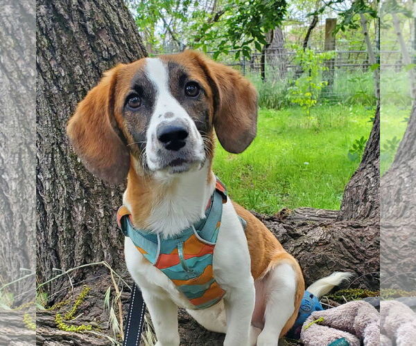 Medium Photo #3 Doxle Puppy For Sale in Fresno, CA, USA