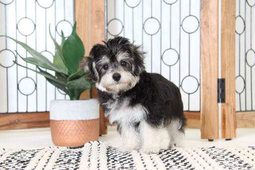 Medium Photo #3 Maltese Puppy For Sale in NAPLES, FL, USA