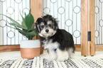 Small Photo #3 Maltese Puppy For Sale in NAPLES, FL, USA