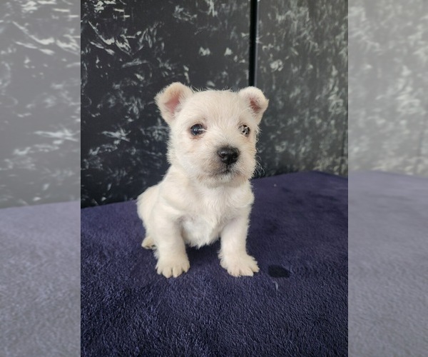 Medium Photo #2 West Highland White Terrier Puppy For Sale in LAGRANGE, IN, USA