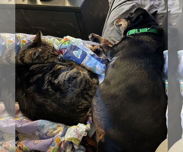 Medium Photo #15 Dachshund-Unknown Mix Puppy For Sale in Fargo, ND, USA