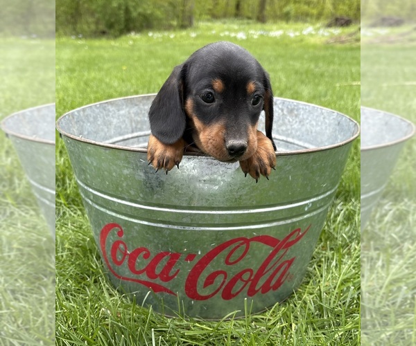 Medium Photo #3 Dachshund Puppy For Sale in MIDDLEBURY, IN, USA