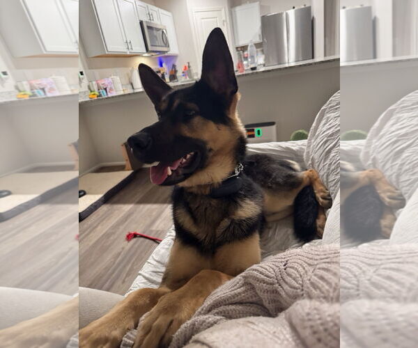Medium Photo #2 German Shepherd Dog Puppy For Sale in LOGANVILLE, GA, USA