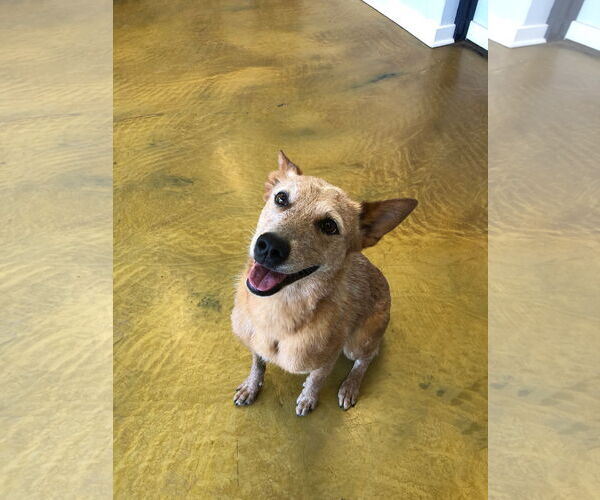 Medium Photo #2 - Mix Puppy For Sale in phoenix, AZ, USA