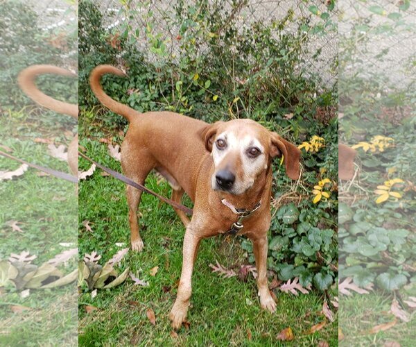 Medium Photo #2 Redbone Coonhound-Unknown Mix Puppy For Sale in Westminster, MD, USA