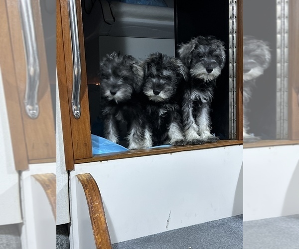 Medium Photo #1 Schnauzer (Miniature) Puppy For Sale in TOLEDO, OH, USA