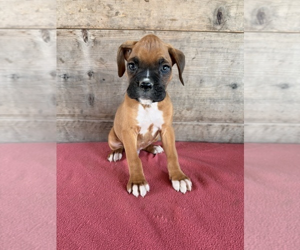 Medium Photo #4 Boxer Puppy For Sale in VERMONTVILLE, MI, USA