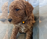 Small Photo #7 Goldendoodle Puppy For Sale in ATLANTA, GA, USA