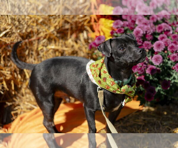Medium Photo #11 Chihuahua-Unknown Mix Puppy For Sale in Garner, NC, USA
