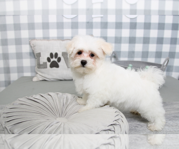Medium Photo #6 Maltese Puppy For Sale in MARIETTA, GA, USA