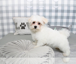 Small Photo #6 Maltese Puppy For Sale in MARIETTA, GA, USA