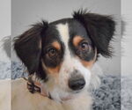 Small #4 Beagle-English Springer Spaniel Mix