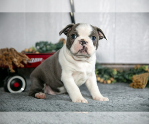 Boston Terrier Litter for sale in BEACH CITY, OH, USA