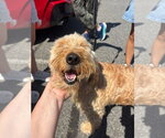 Small #3 Golden Retriever Mix