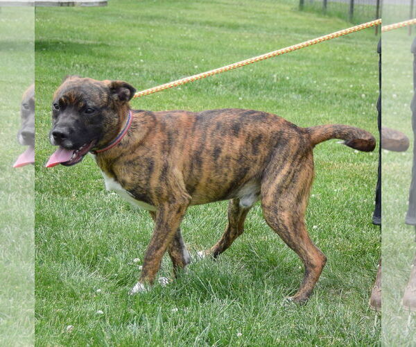 Medium Photo #3 Boxer Puppy For Sale in Huntley, IL, USA