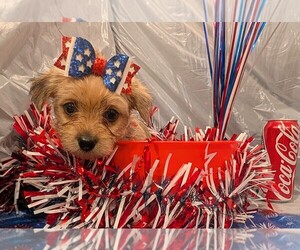 Medium Morkie