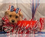 Puppy Hazel Morkie