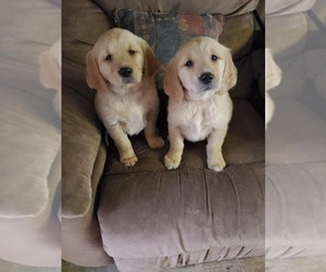 Golden Retriever Puppy for sale in PESHTIGO, WI, USA