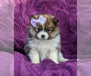 Pomeranian Puppy for sale in PEACH BOTTOM, PA, USA