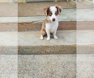 Miniature American Shepherd Puppy for sale in CANYON CNTRY, CA, USA