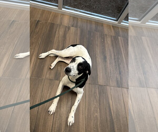 Medium Photo #2 Mutt Puppy For Sale in Hilton Head, SC, USA