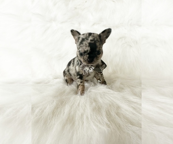 Medium Photo #3 Chihuahua Puppy For Sale in SACRAMENTO, CA, USA