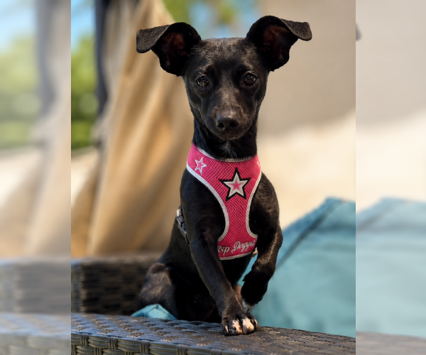 Medium Photo #1 Dachshund Puppy For Sale in Oakley, CA, USA