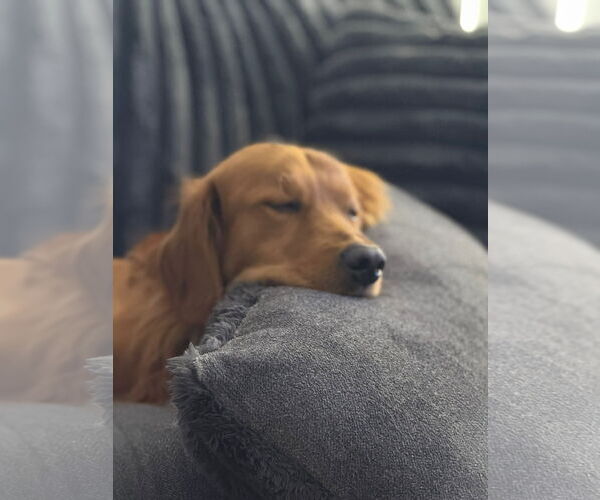 Medium Photo #4 Golden Retriever Puppy For Sale in Miami, FL, USA