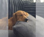 Small #3 Golden Retriever