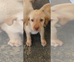Small #10 Labrador Retriever